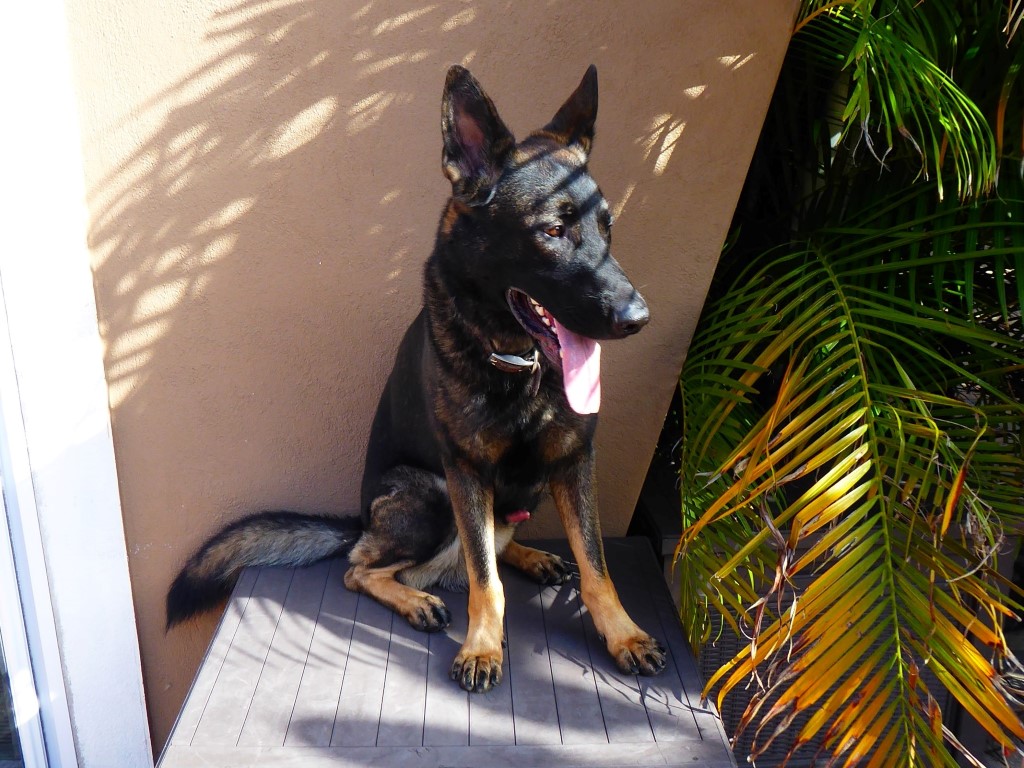 Max practicing a Table command