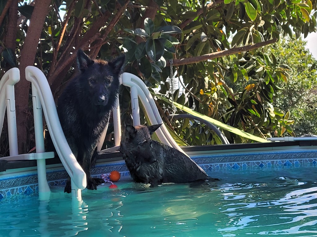 Fun in the pool