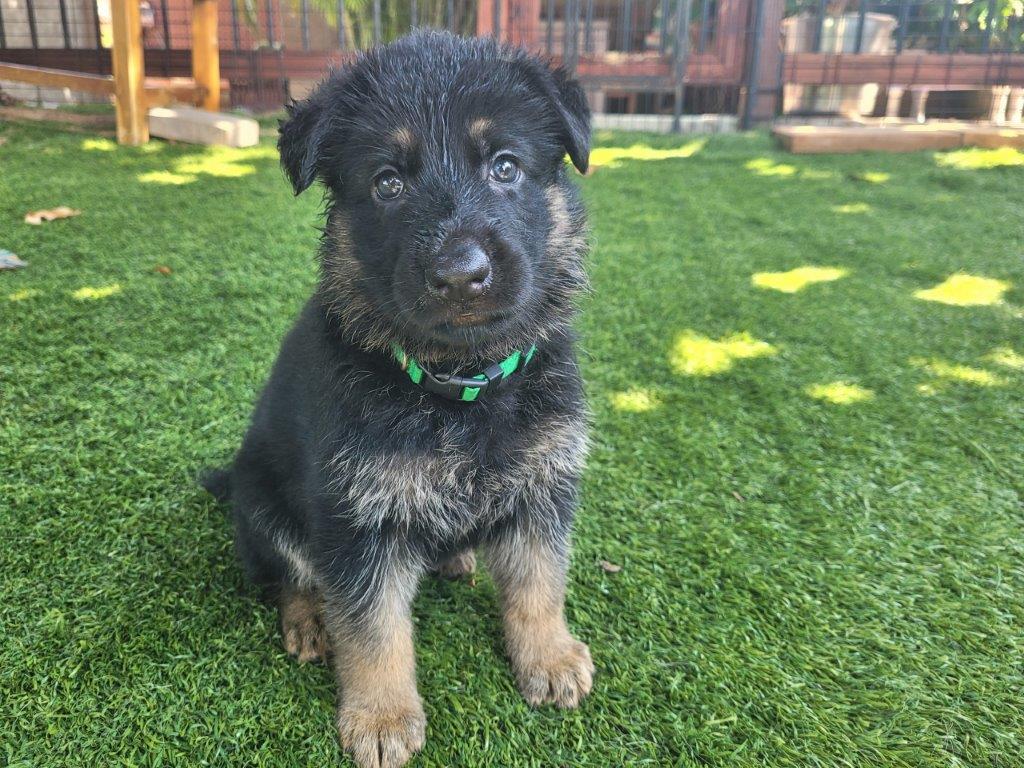 Puppies - German Shepherds from Land of Hurricanes